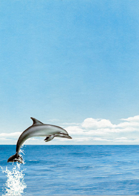 decadry-a4-paper-dolphin-dpf651
