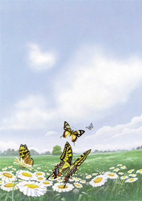 decadry-a4-paper-butterflies-dpf653
